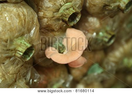 Pink Oyster Mushroom (pleurotus Djamor) On Spawn Bags