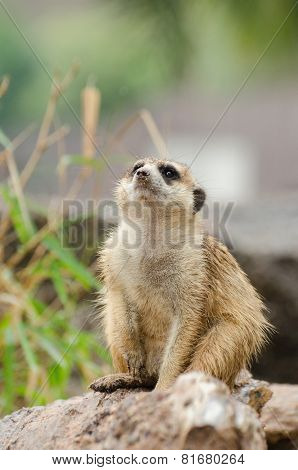 Meerkat In Thailand