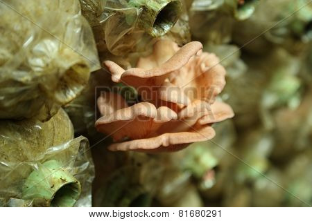 Pink Oyster Mushroom (pleurotus Djamor) On Spawn Bags