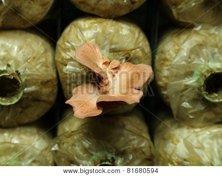 Pink Oyster Mushroom (pleurotus Djamor) On Spawn Bags