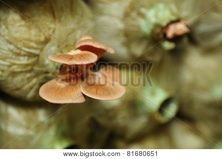 Pink Oyster Mushroom (pleurotus Djamor) On Spawn Bags