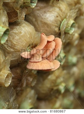 Pink Oyster Mushroom (pleurotus Djamor) On Spawn Bags