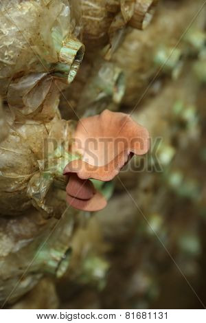 Pink Oyster Mushroom (pleurotus Djamor) On Spawn Bags