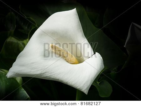 Single White Calla Lily