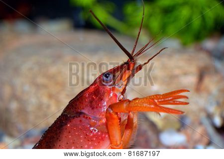 Red Crayfish
