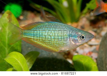 Melanotaenia Fish