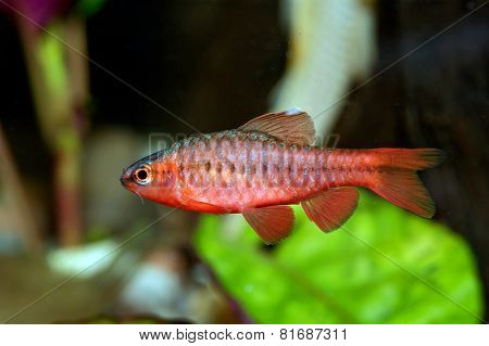Puntius Fish