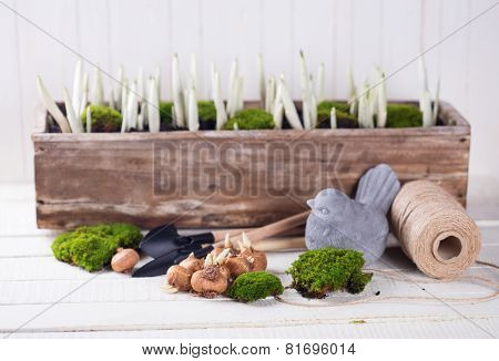 Moss And Bulb