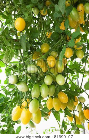 yellow cluster Tomato