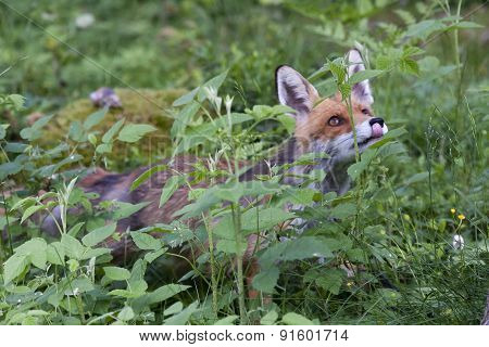 hungry