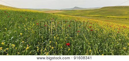 Poppy Field.ismaill. Mountains. Azerbaijan