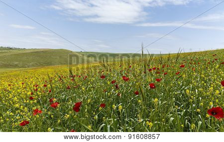 Poppy Field.ismaillinskie Mountains. Azerbaijan