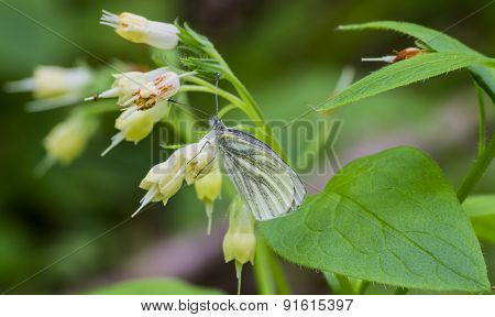 butterfly on a flower