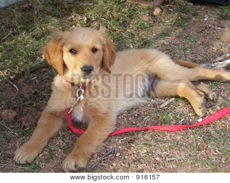 Cucciolo di Golden Retriever a riposo