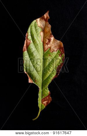 Half fresh half dried leaf