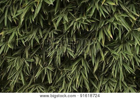 Plant Cascade