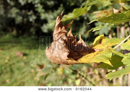 Autumn leaf