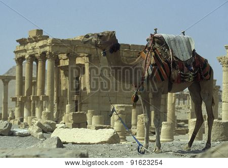 Syria Palmyra Roman Ruins