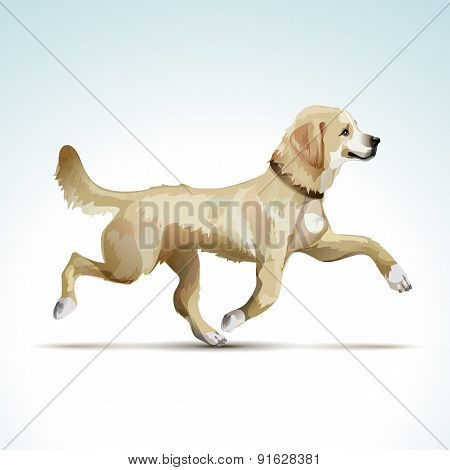 Vector Labrador Retriever Dog