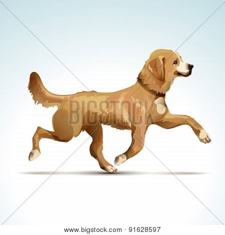 Vector Labrador Retriever Dog