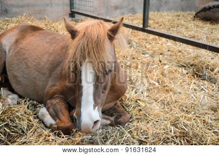 young foal