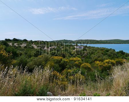 Flowering broom near Pirovac