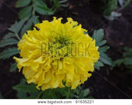 Flowers in early spring on a sunny day