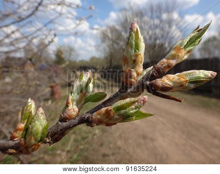 Flowers in early spring on a sunny day