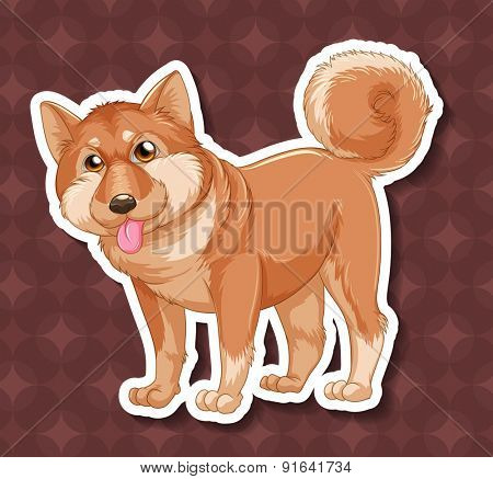 Closeup shiba dog on circles background