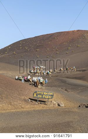 Tourists Ride On Camels Being Guided By Local People