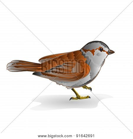 Little Bird Sparrow Vector
