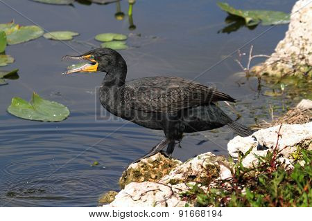 Double-crested Cormorant (phalacrocorax Auritus)