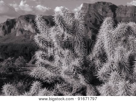 Cholla At Sunset In Arizona