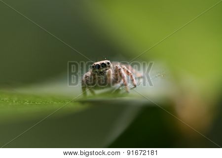 Jump spider feature