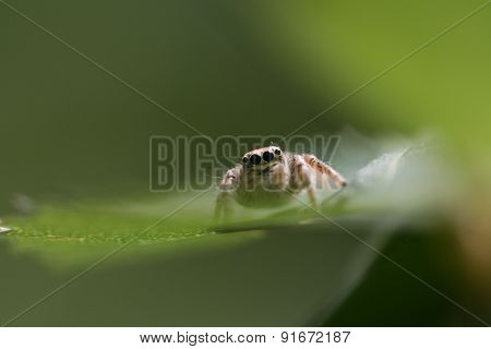Jump spider feature