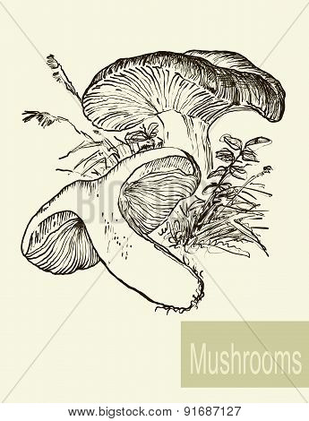 Set of linear drawing mushrooms, vintage vector illustration. Spongy mushrooms