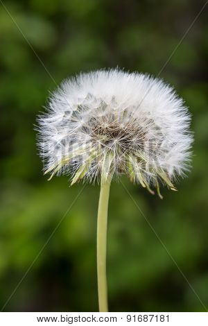 Dandelion Closeup