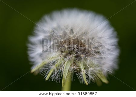 Dandelion Closeup