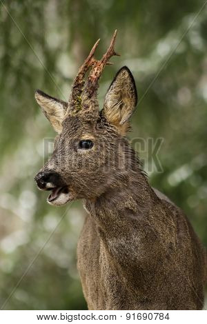 roebuck