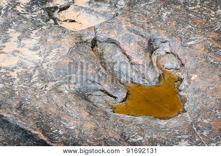 Dinosaur Footprint
