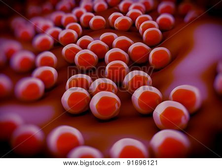 superbug or Staphylococcus aureus (MRSA) bacteria