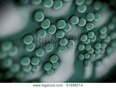 superbug or Staphylococcus aureus (MRSA) bacteria