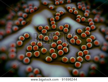 superbug or Staphylococcus aureus (MRSA) bacteria