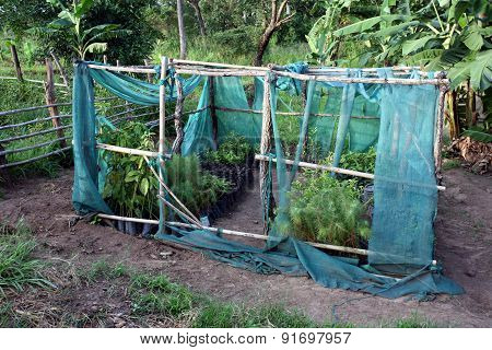 Tree nursery