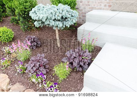 Ornamental Miniature Pine Tree In A Flowerbed