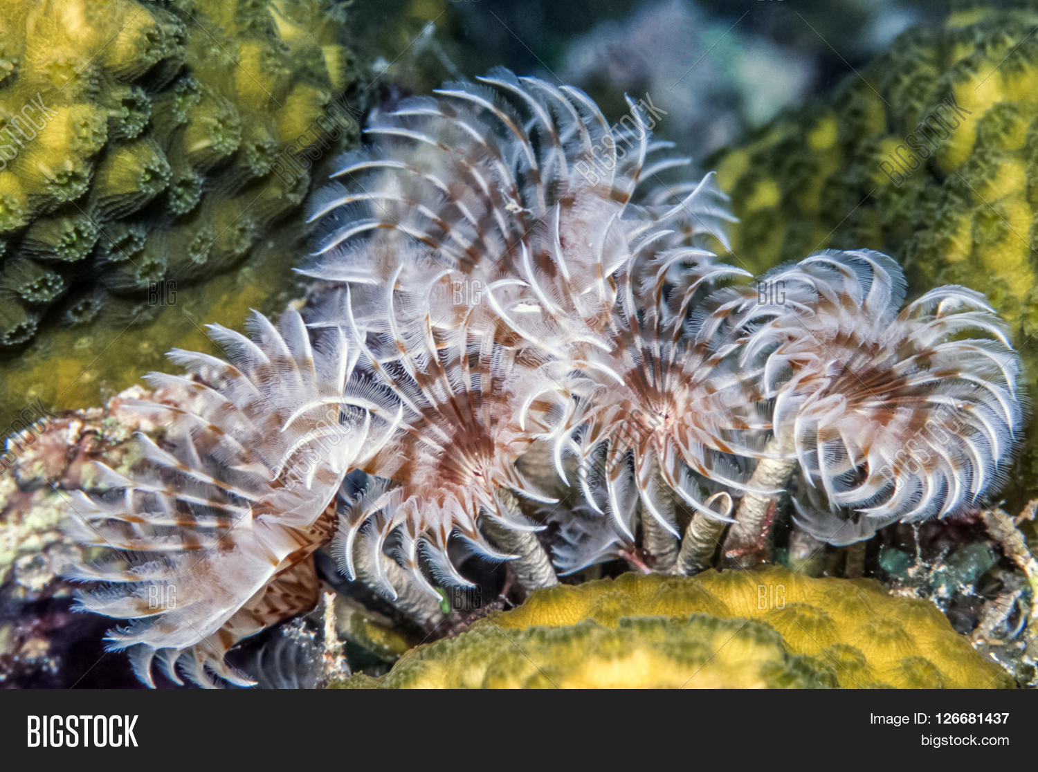 Social Feather Duster Image & Photo (Free Trial) Bigstock