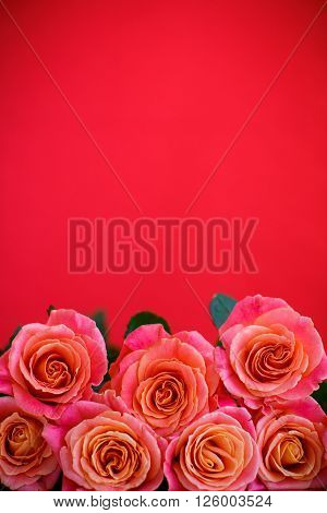 bouquet of pink roses on a red background