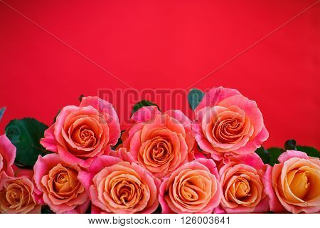 bouquet of pink roses on a red background