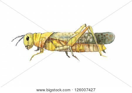Grasshopper sketch. Hand drwan watercolor sketch of grasshopper. Big yellow grasshopper.