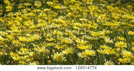 Floral Background Of Marguerite